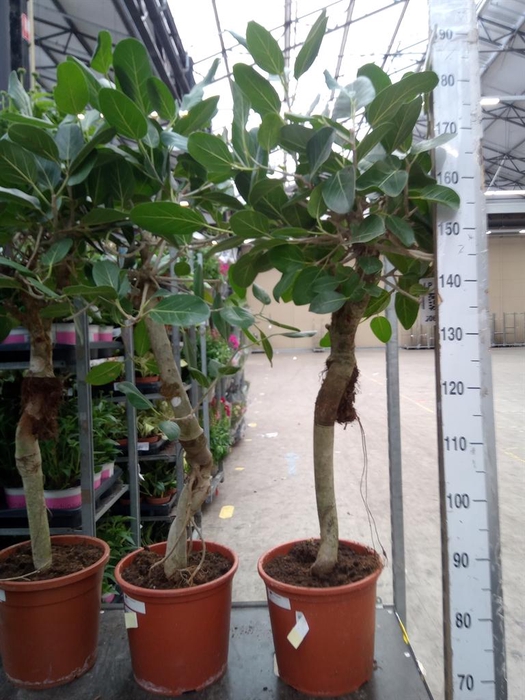 <h4>Ficus benghalensis 'Audrey'</h4>