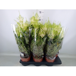 Astilbe japonica 'Mojito'