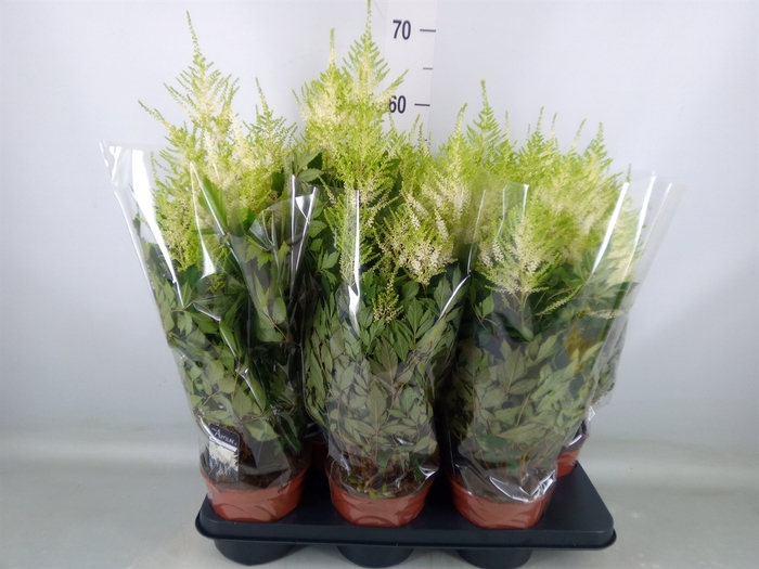 <h4>Astilbe japonica 'Mojito'</h4>