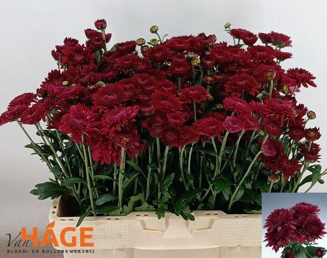 <h4>CHR T SMOKEY</h4>