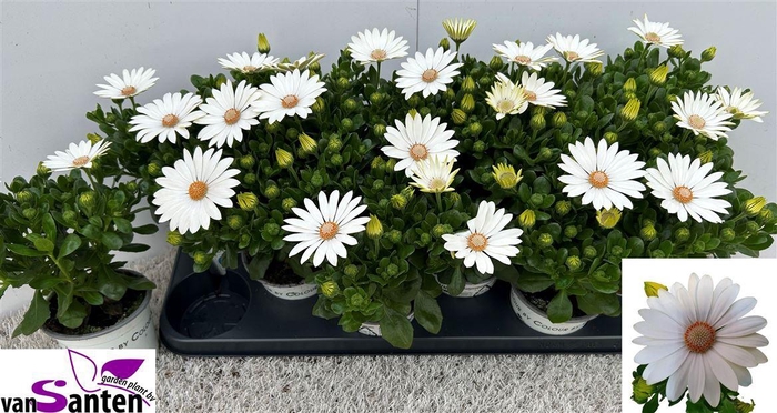 <h4>Osteospermum overig</h4>