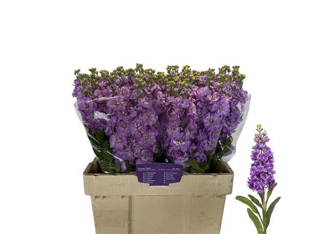 <h4>MATTH MATHILDA LAVEN ANGEBOT</h4>