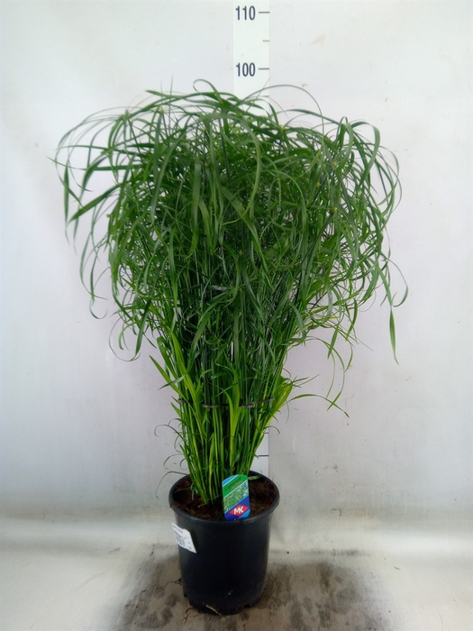 <h4>Cyperus alternifolius</h4>