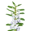 DENDROBIUM NOBILY P09 BRANCO PREMIUM