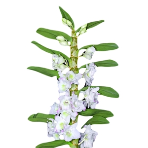 DENDROBIUM NOBILY P09 BRANCO PREMIUM