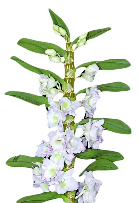 <h4>DENDROBIUM NOBILY P09 BRANCO PREMIUM</h4>