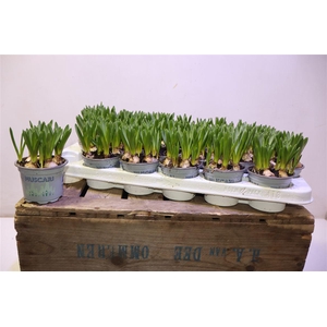 arr8 Muscar White Spear