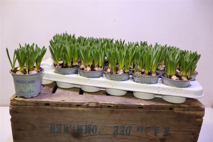 <h4>arr8 Muscar White Spear</h4>