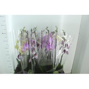 PHALAENOPSIS MIX P12