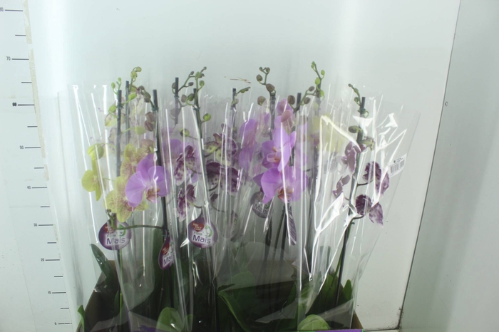 <h4>PHALAENOPSIS MIX P12</h4>