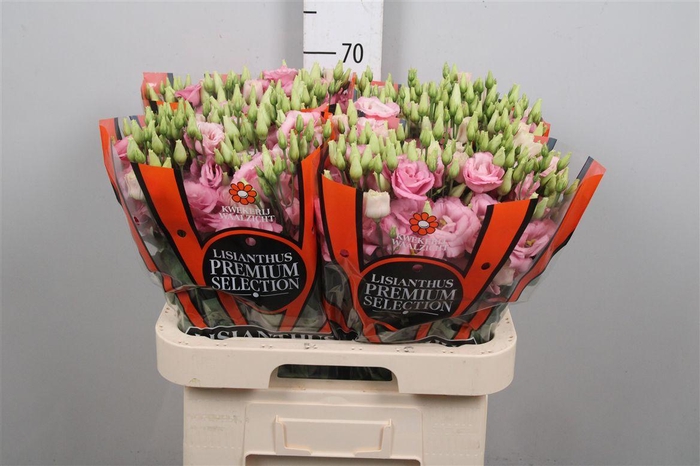 <h4>Eus G Lisanne Pink</h4>