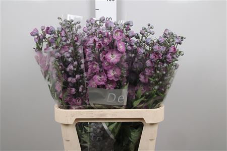 <h4>Delph Du Pink Power</h4>