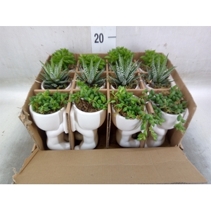 Arr.   Kamerplant Groen L%