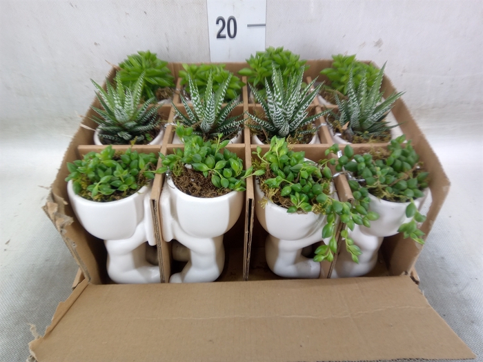 <h4>Arr.   Kamerplant Groen L%</h4>