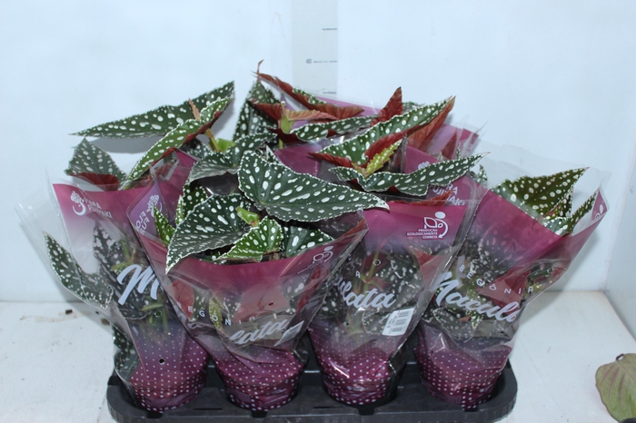 <h4>CALATHEA SILVER PLATE P17</h4>