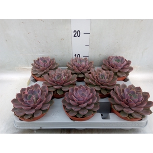 Echeveria   ...