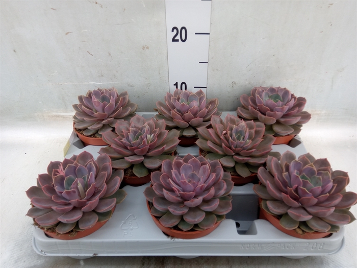 <h4>Echeveria   ...</h4>