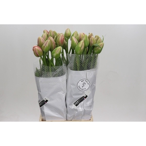 Tulipa (FRA) du swarovski