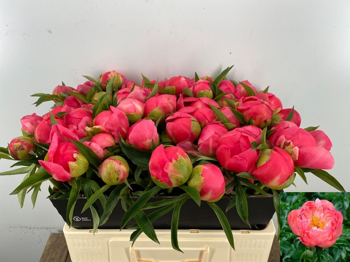 <h4>PAEO  CORAL CHARM</h4>