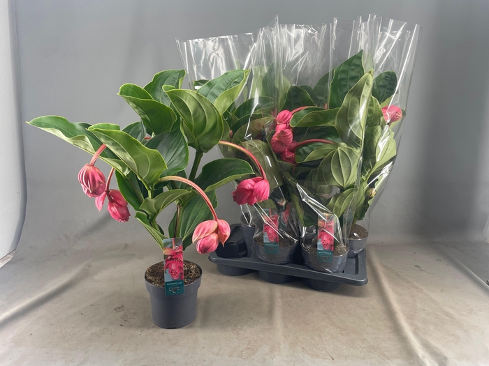 <h4>MEDIN MAG FLAMENCO</h4>