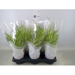 Chlorophytum com. 'Variegatum'