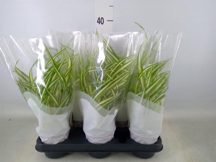 <h4>Chlorophytum com. 'Variegatum'</h4>