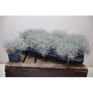 Leucoph Brownii