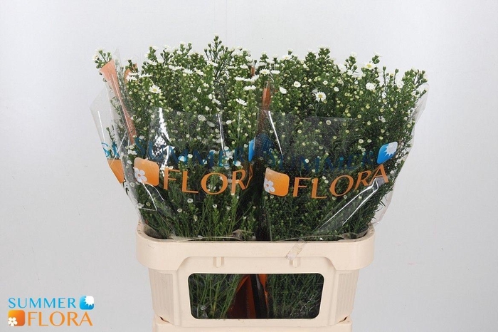 <h4>AST PAQUITA</h4>