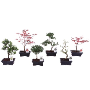 Bonsai gemengd