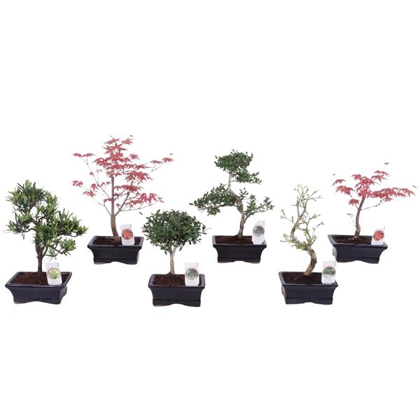 <h4>Bonsai gemengd</h4>