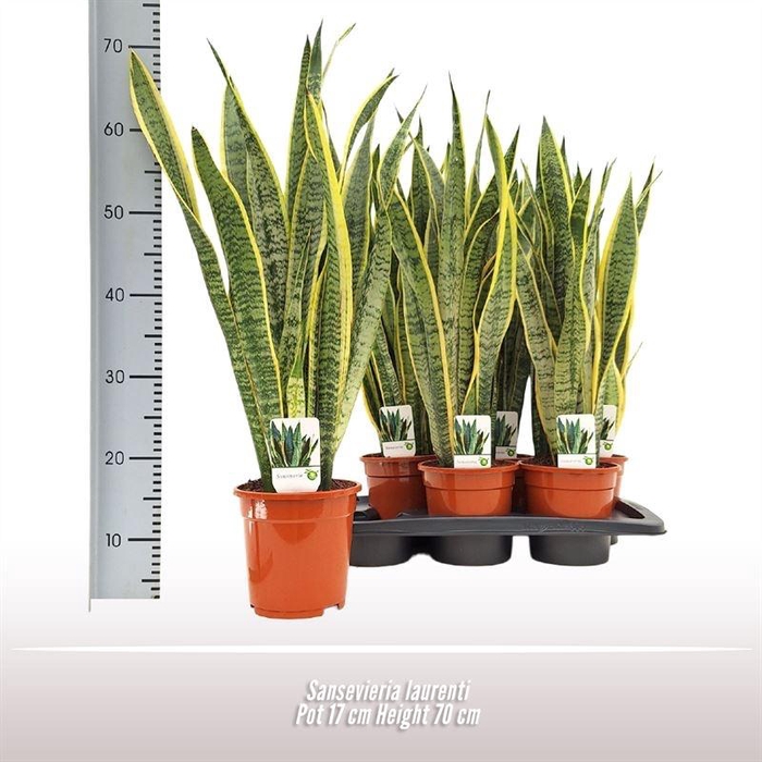 <h4>SANSEV LAURENTII</h4>