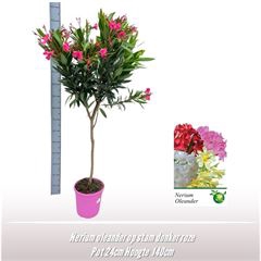 <h4>Nerium oleander op stam donker roze</h4>