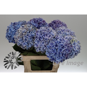 Hydrangea sunsation