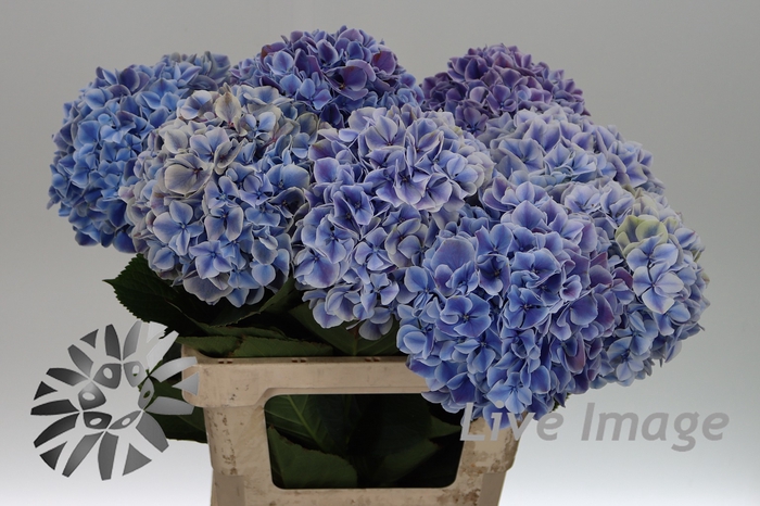 <h4>Hydrangea sunsation</h4>