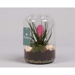 Green Bottle Isabella Small met Tillandsia