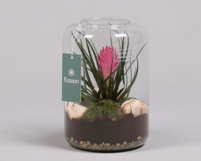 <h4>Green Bottle Isabella Small met Tillandsia</h4>