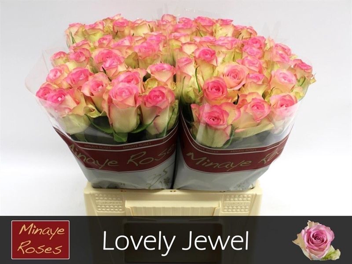 <h4>R GR LOVELY JEWEL</h4>