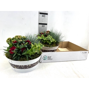 ARR TUINPLANTEN