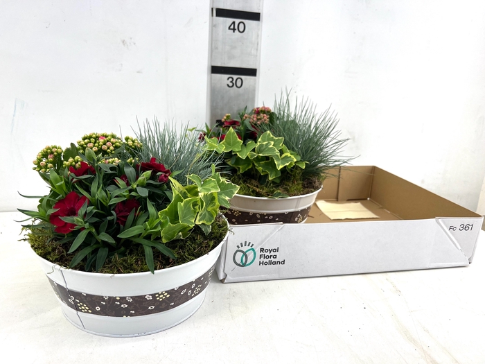<h4>ARR TUINPLANTEN</h4>