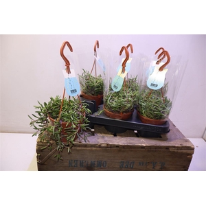 arr8 Senec H Purple Flush