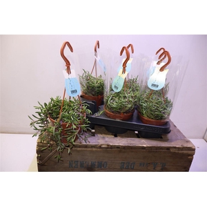 Senec H Purple Flush