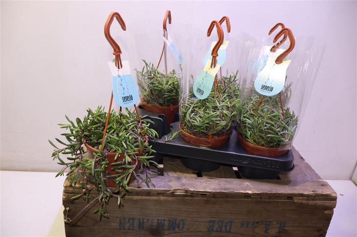 <h4>arr8 Senec H Purple Flush</h4>