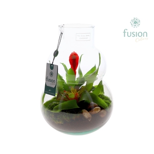 Green Bottle Olaf Medium met Bromelia arrangement