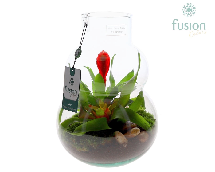 <h4>Green Bottle Olaf Medium met Bromelia arrangement</h4>