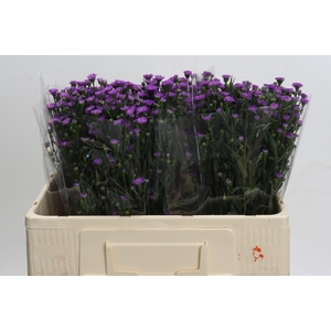 AST ASTEE M BABY PIN