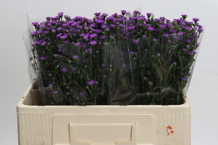 <h4>AST ASTEE M BABY PIN</h4>