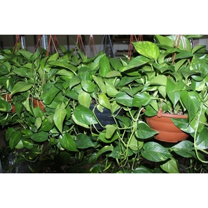 JIBOIA VERDE C21 MIN 100 CM PENDENTE