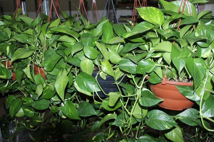 <h4>JIBOIA VERDE C21 MIN 100 CM PENDENTE</h4>