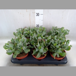Crassula arborescens 'Petit Wave'