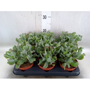 Crassula arborescens 'Petit Wave'